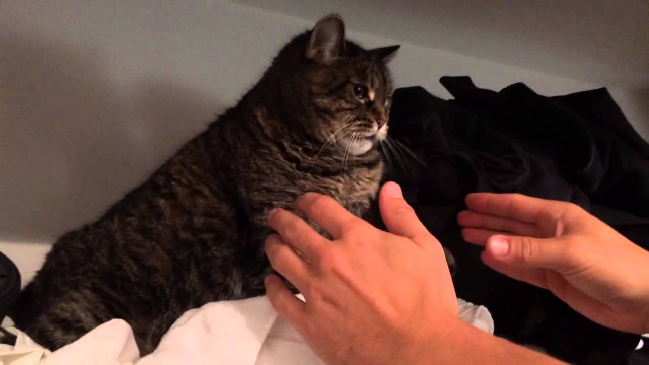 Dla odmiany coś wesołego, czyli jak wyciągnąć rozpuszczonego kota z szafy Dla odmiany coś wesołego, czyli jak wyciągnąć rozpuszczonego kota z szafy