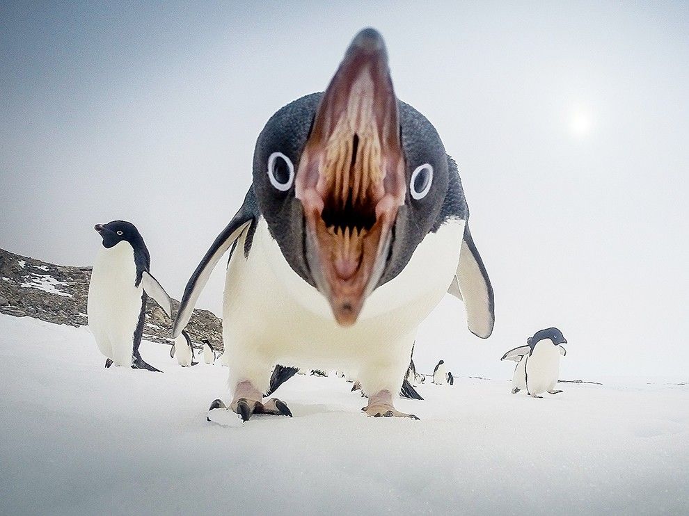 Naukowcy odkryli odpowied na jedno z najwaniejszych pyta - na jak odlego pingwiny biaookie potrafi wystrzeli swj ka