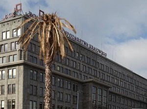 Usycha warszawska palma na rondzie de Gaulle'a. Smutek...
