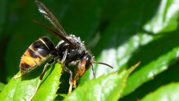 W Wielkiej Brytanii powstaa pierwsza na wiecie sie inteligentnych sztucznych uli dla pszczl