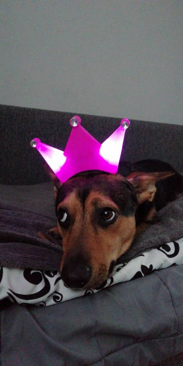 Hellodogs, czyli Facebook dla psw