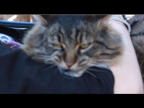 Bon Jovi, czyli mio pomidzy chopcem i jego kotem