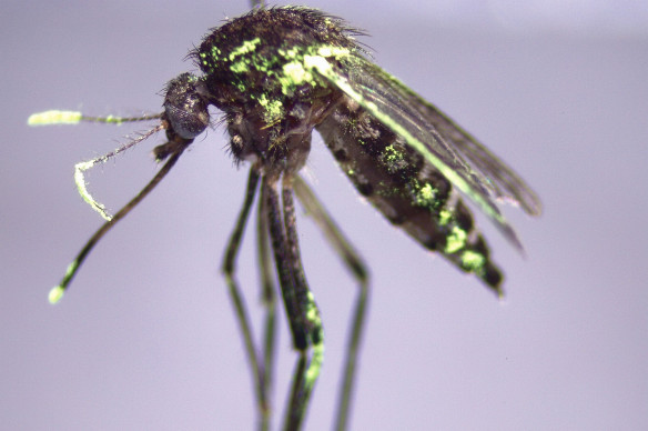 Amerykanie prbuj zwalcza choroby rozpowszechniane przez komary poprzez modyfikacje genetyczne owadw