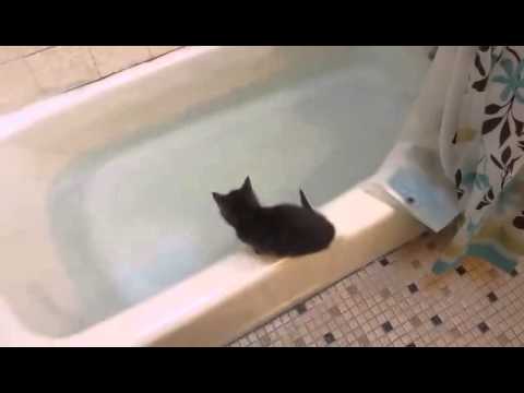 Gupi i mieszny filmik z kotkiem wpadajcym do wanny